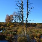 Hohes Venn - Moorlandschaft im Herbst