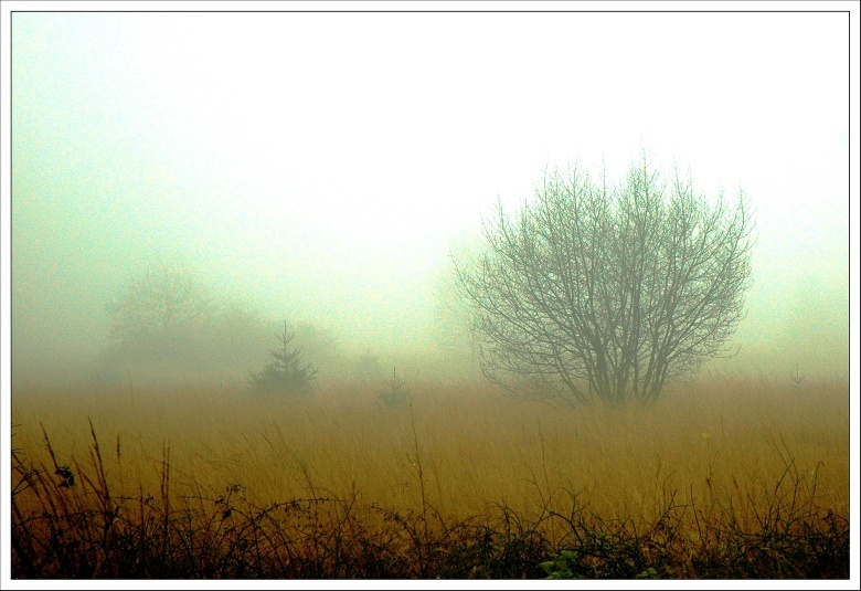 Hohes Venn Novembernebel III