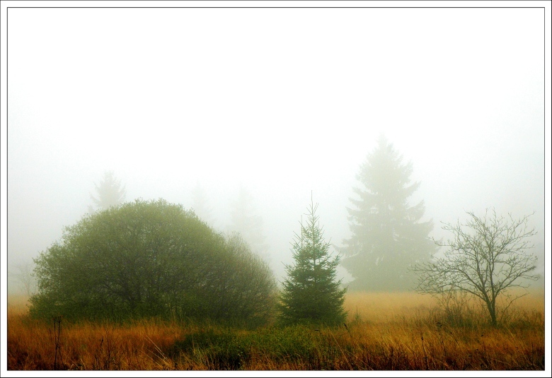 Hohes Venn Novembernebel IV