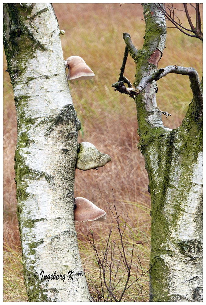 Hohes Venn - Pilze am Baum