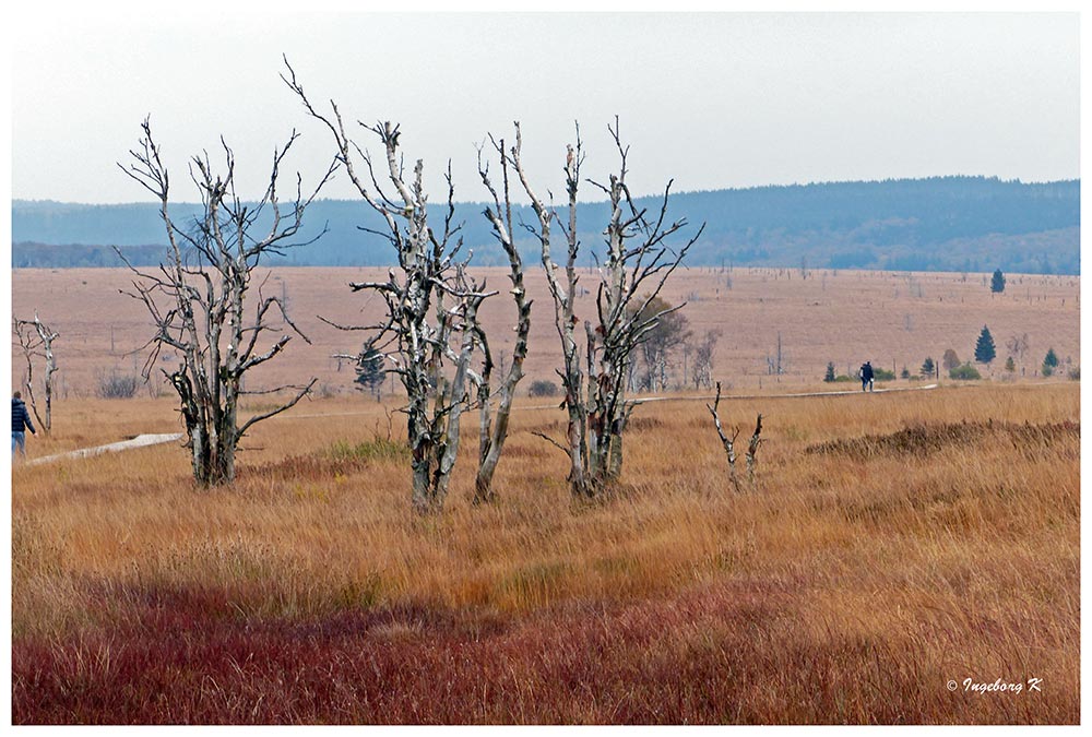 Hohes Venn - weite Moorlandschaft mit Gras überwachsen - vertrocknete Birken