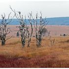 Hohes Venn - weite Moorlandschaft mit Gras überwachsen - vertrocknete Birken