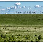 Hohes Venn, weites Land