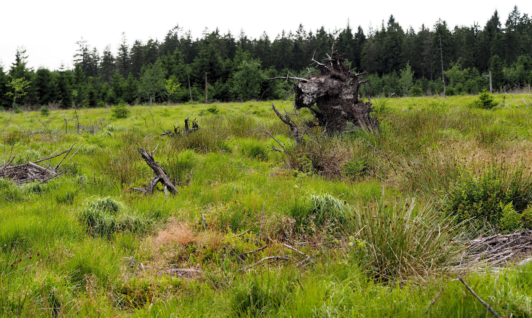 Hohes Venn.... wild romantisch....