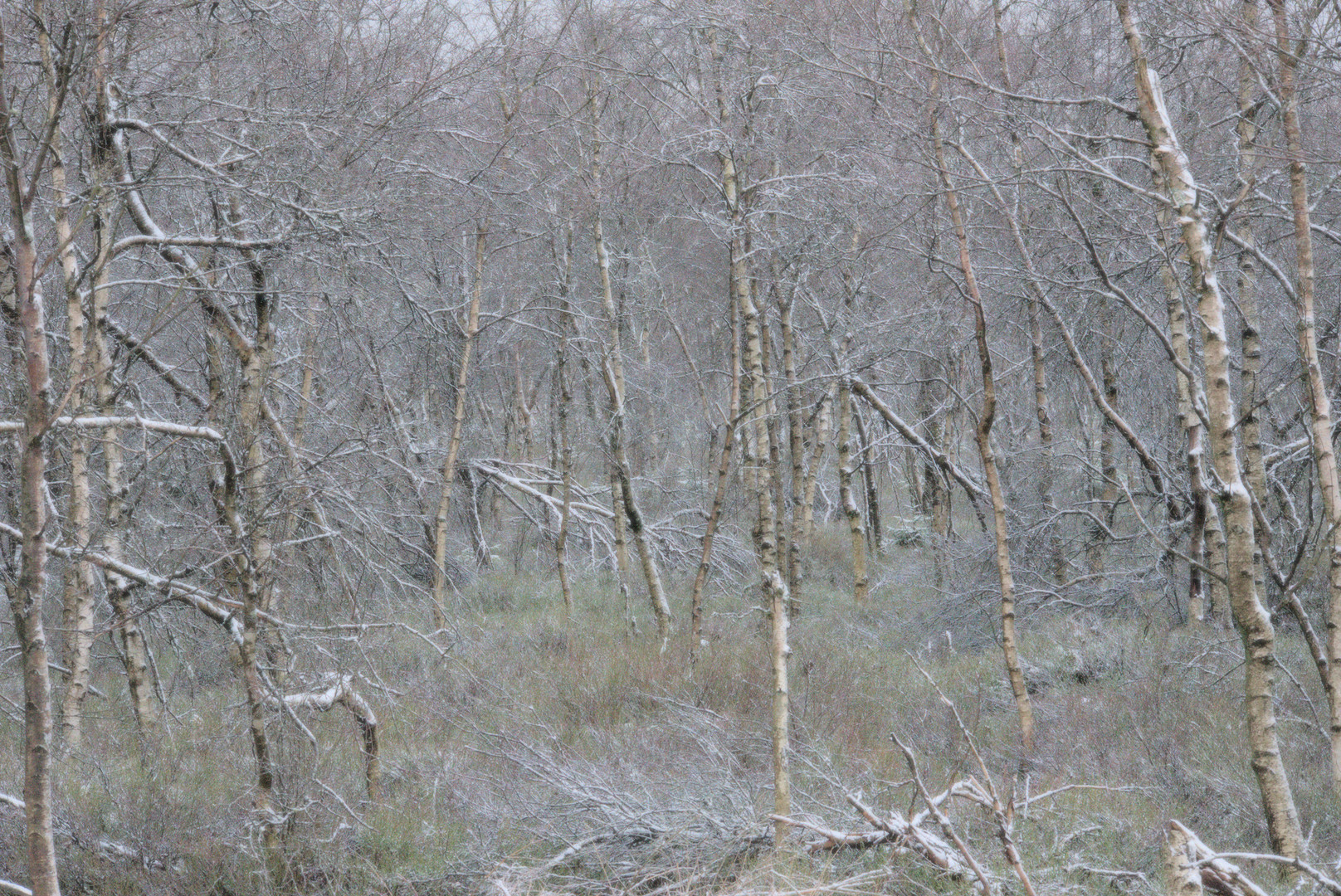 Hohes Venn zwischen Winter und Frühling