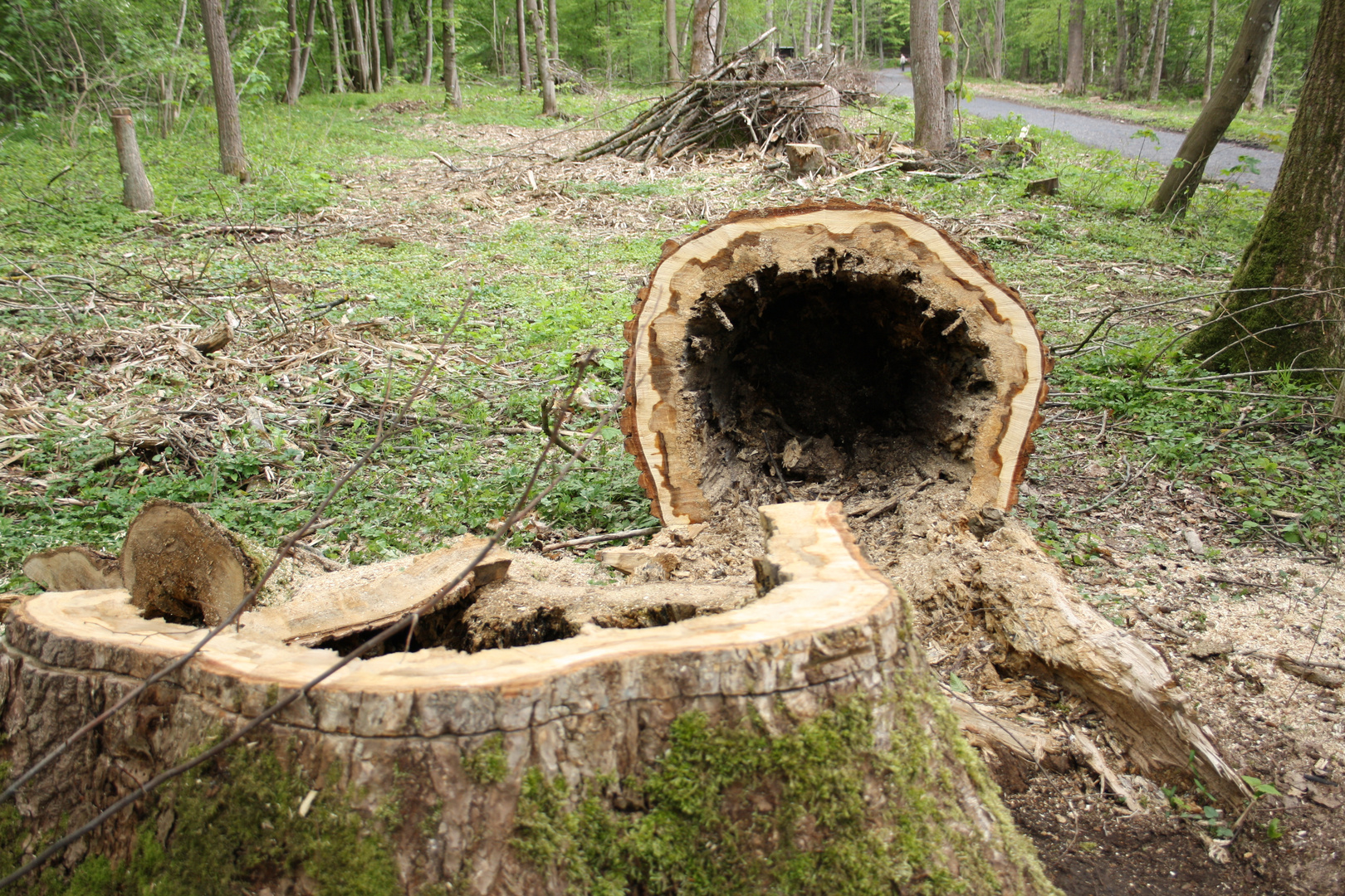 hohler baum Foto & Bild pflanzen, pilze & flechten, bäume, natur