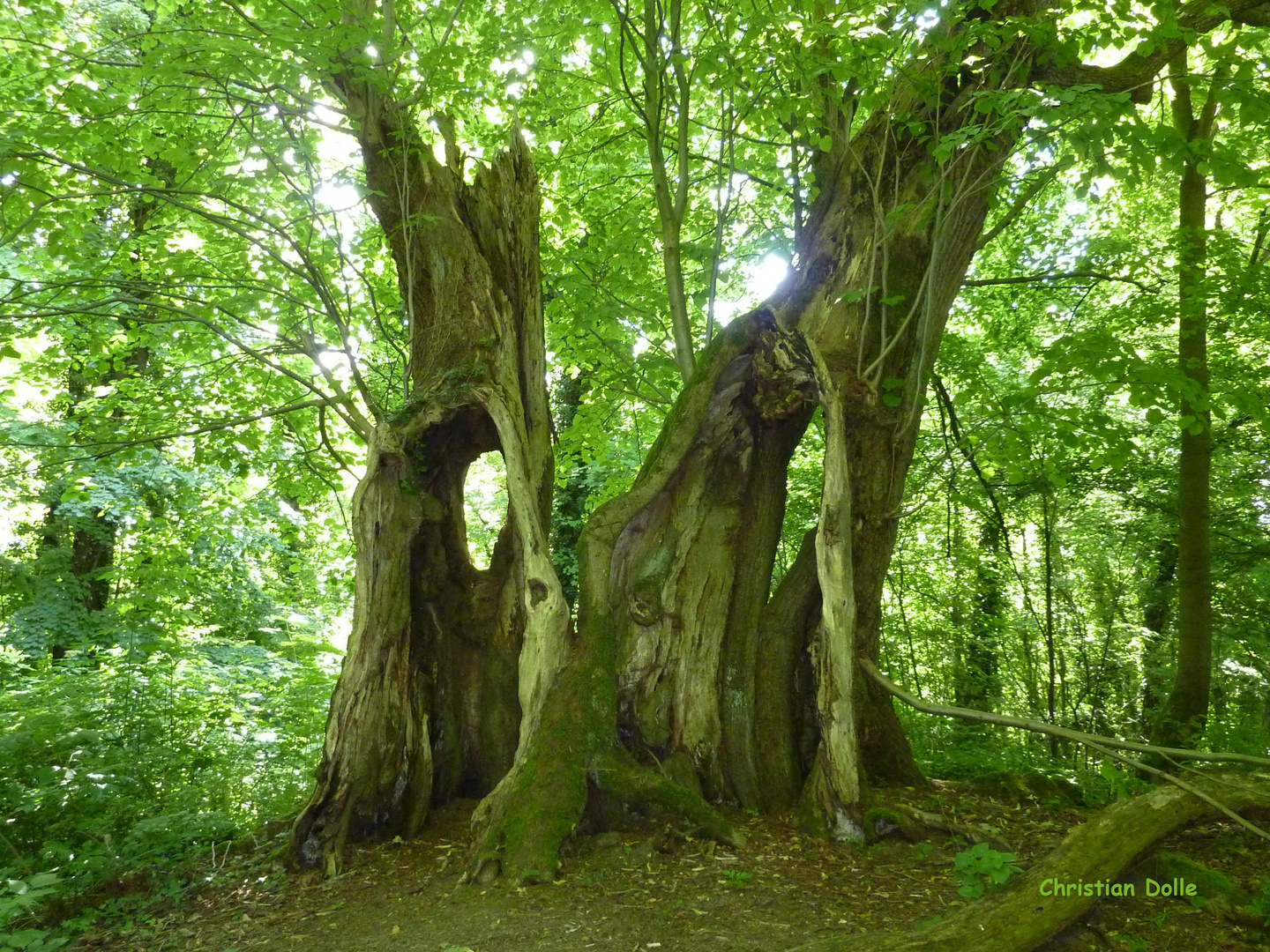 Hohler Baum Foto & Bild pflanzen, pilze & flechten, bäume