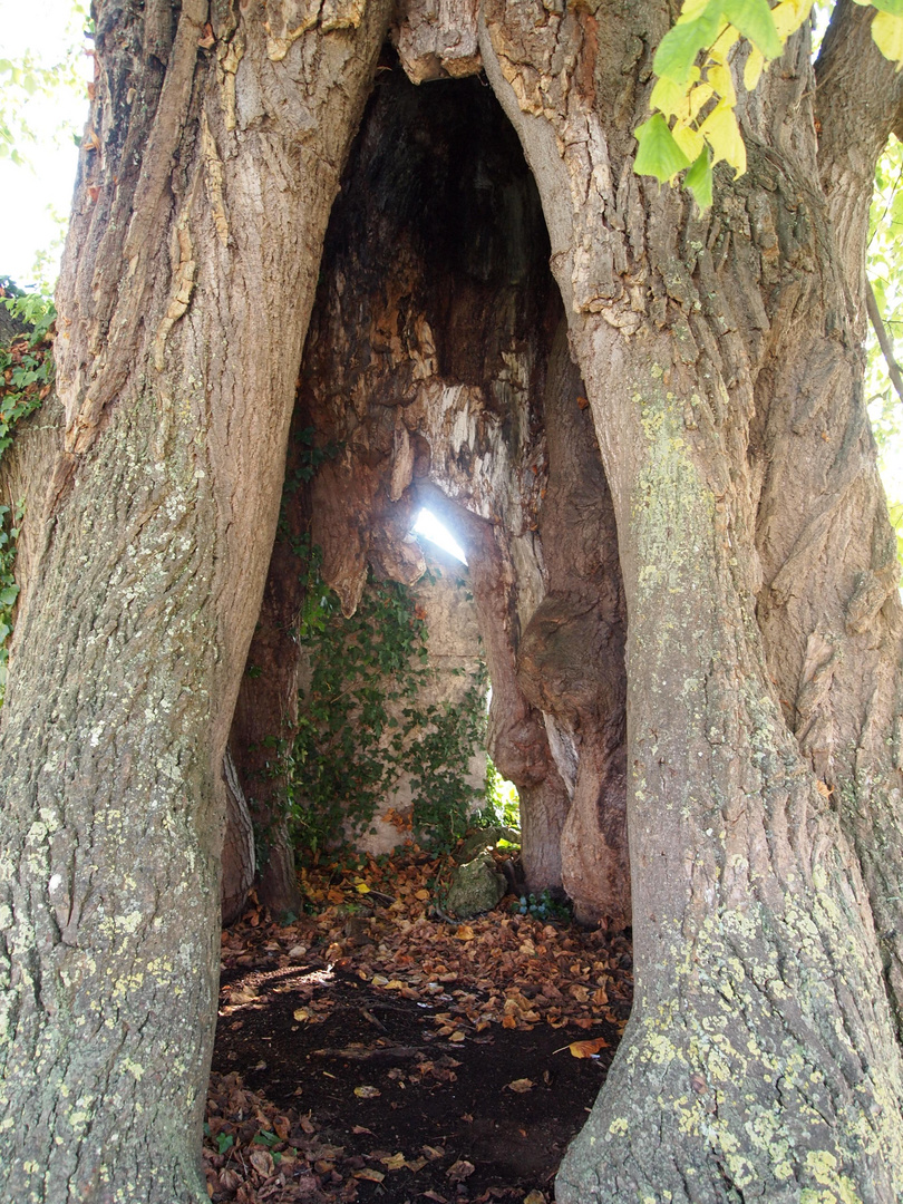 Hohler Baum Foto & Bild anfängerecke nachgefragt, nachgefragt