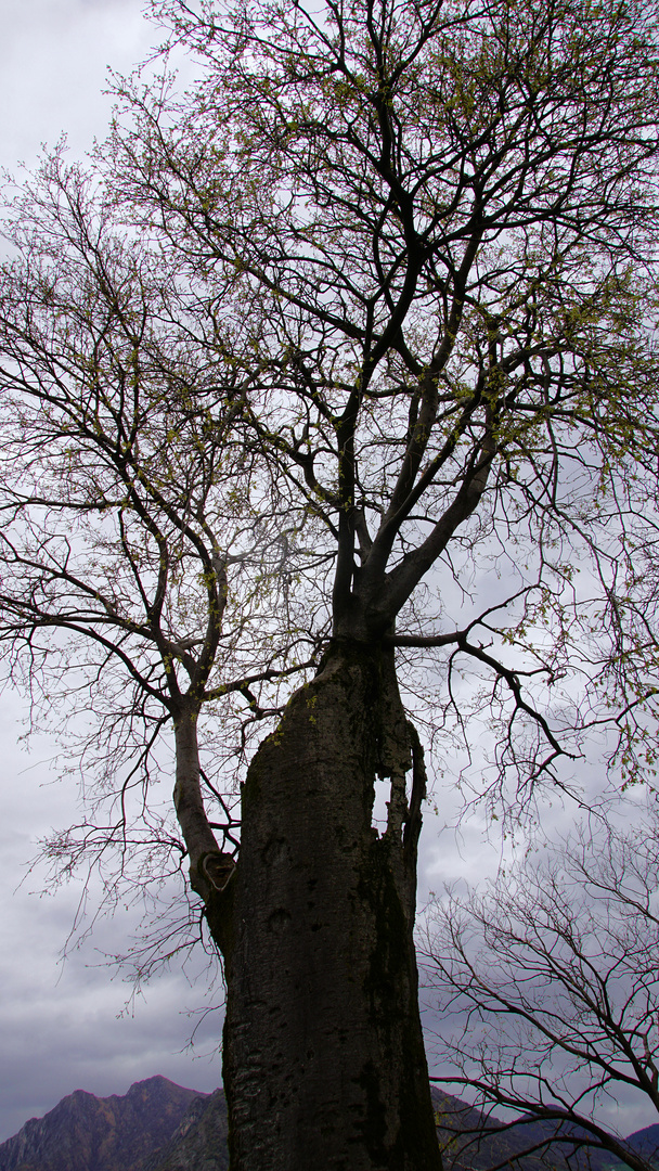 Hohler Baum der lebt