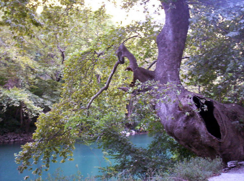 Hohler Baum voll Leben