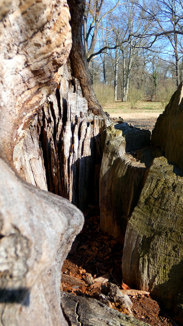 hohler Baumstumpf im Park