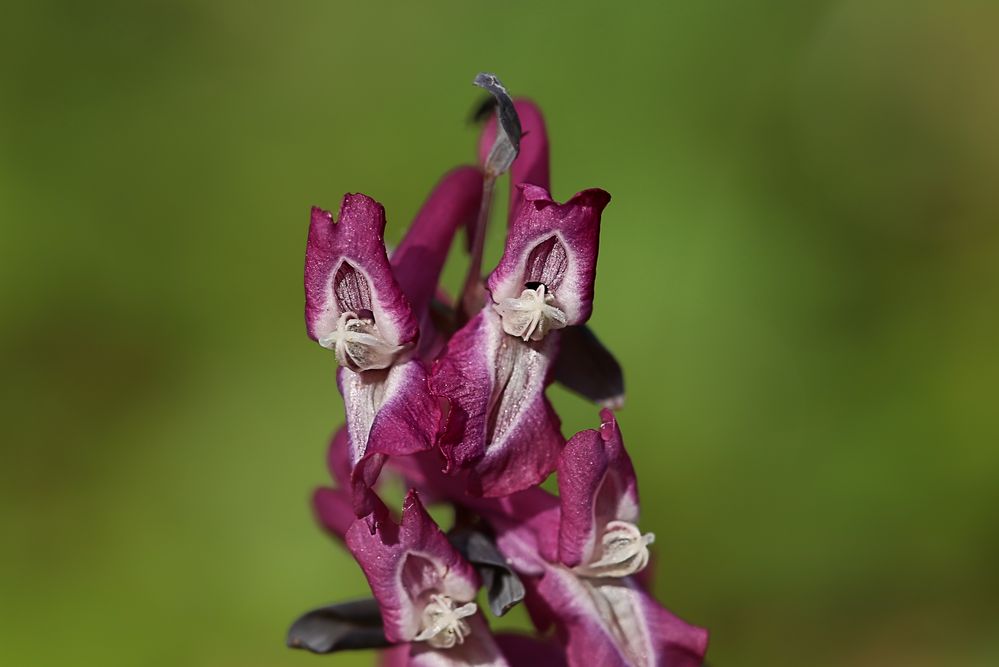 Hohler Lerchensporn