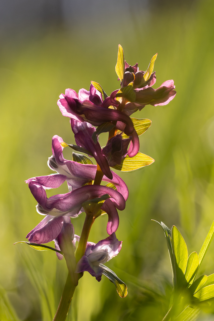 Hohler Lerchensporn