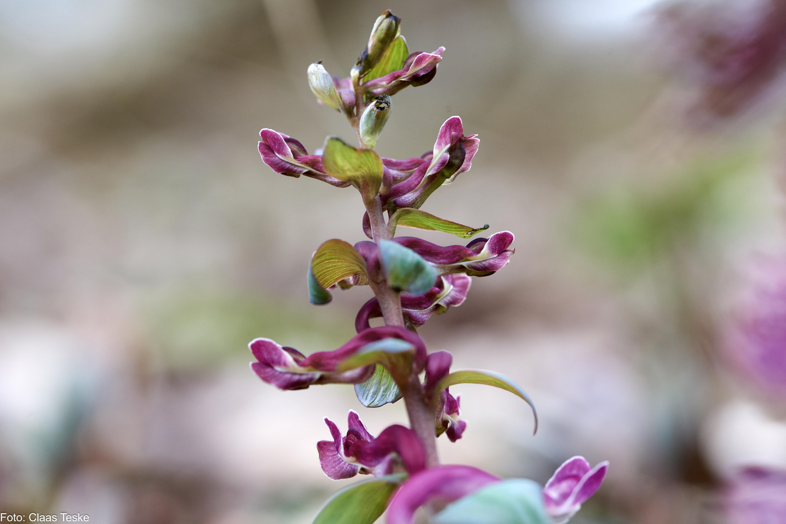 Hohler Lerchensporn