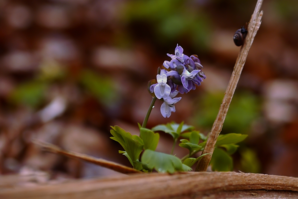 Hohler Lerchensporn