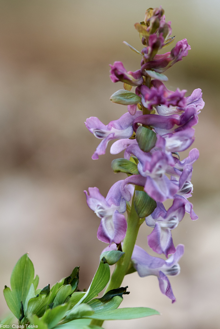 Hohler Lerchensporn