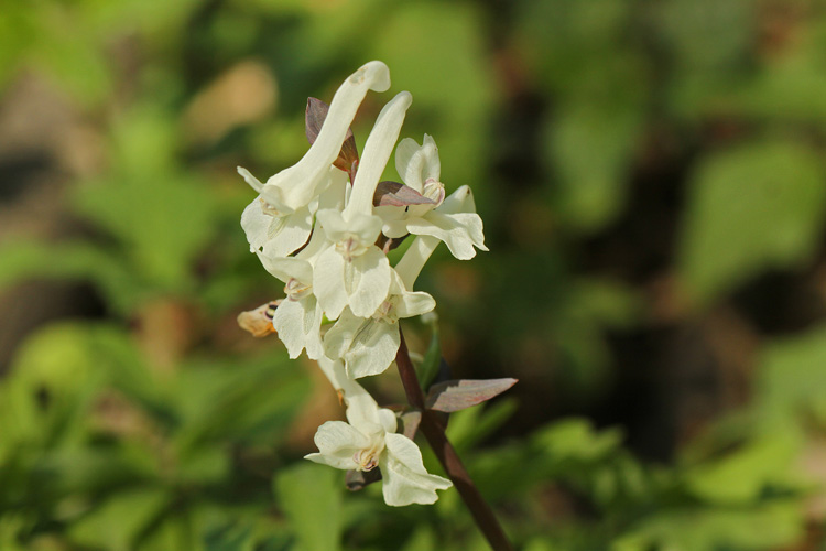 Hohler Lerchensporn