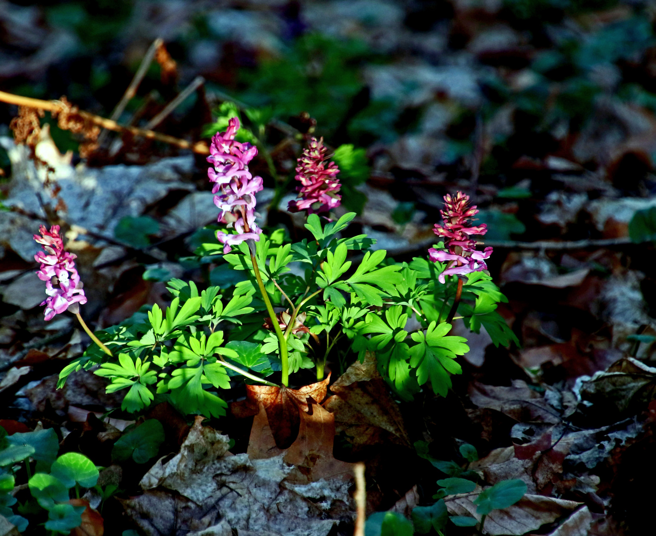 Hohler Lerchensporn