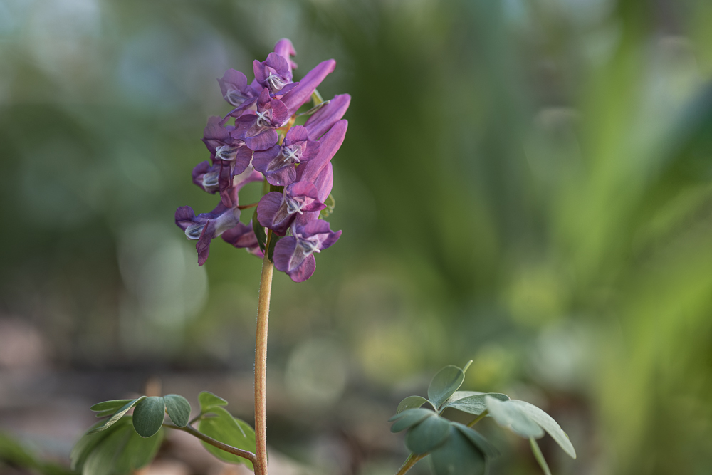 Hohler Lerchensporn (Cordyalis cava)