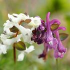 Hohler Lerchensporn (Corydalis cava)