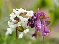 Hohler Lerchensporn (Corydalis cava)