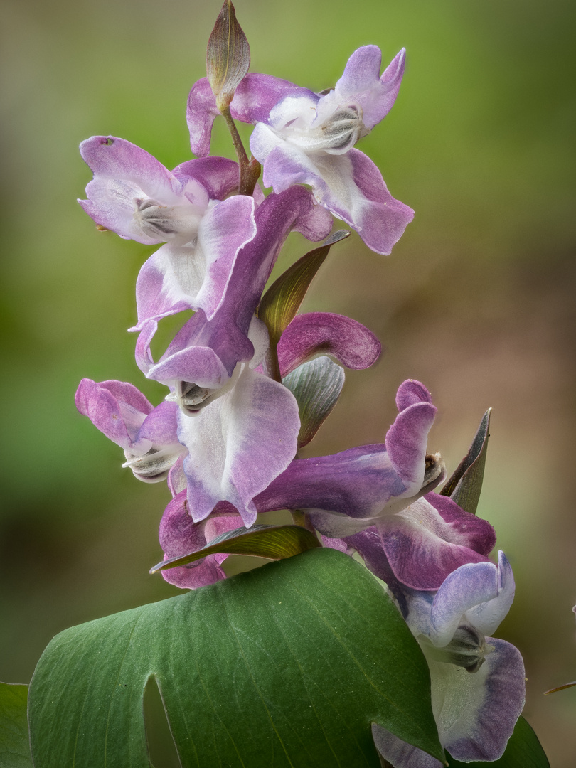 Hohler Lerchensporn (Corydalis cava) 2