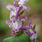 Hohler Lerchensporn (Corydalis cava) 2