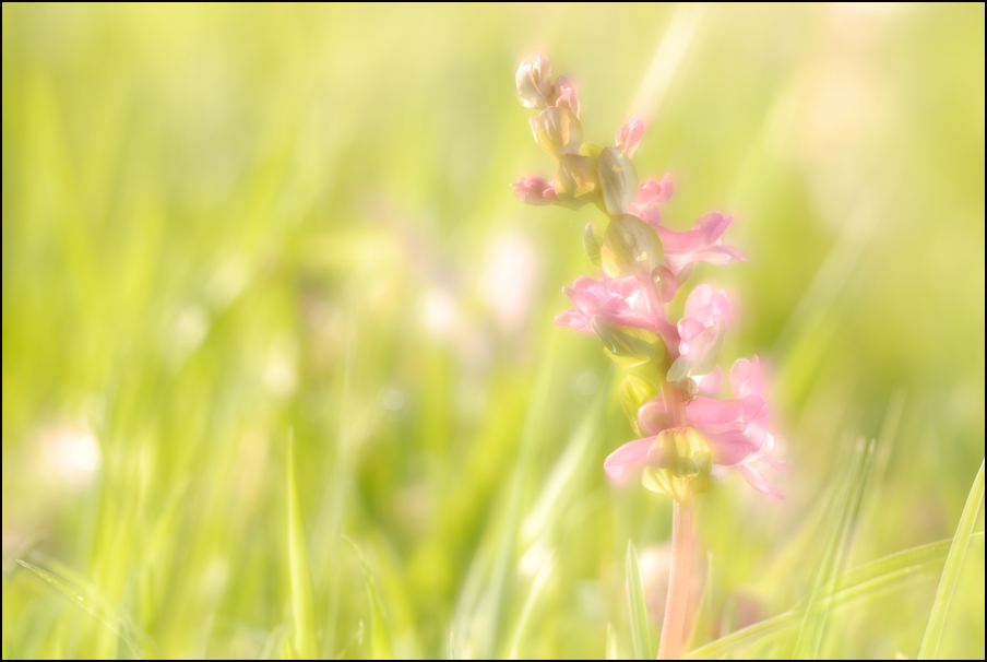 Hohler Lerchensporn (Corydalis cava)