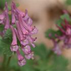 Hohler Lerchensporn (Corydalis Cava)