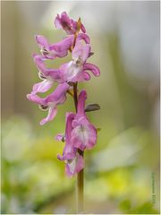 hohler lerchensporn (Corydalis cava).....