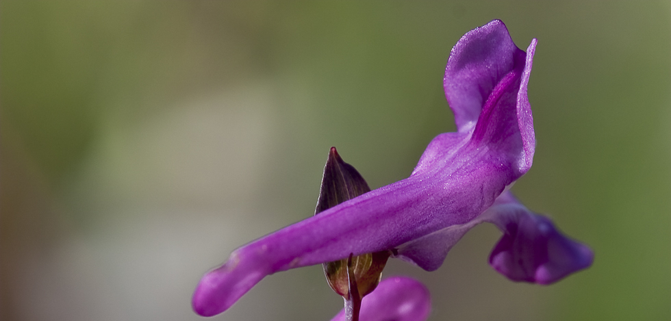 Hohler Lerchensporn - Corydalis cava by Otto O'Mallee 