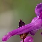 Hohler Lerchensporn - Corydalis cava