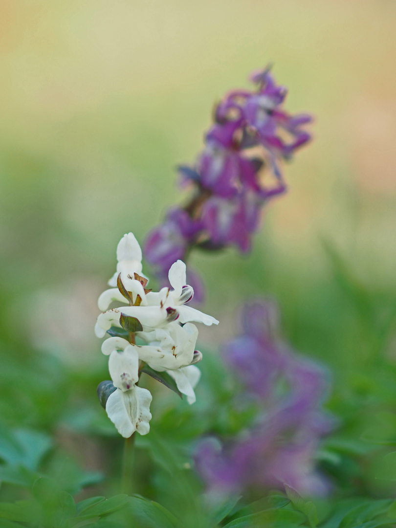 Hohler Lerchensporn (Corydalis cava)