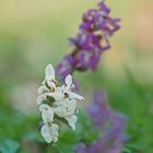 Hohler Lerchensporn (Corydalis cava)