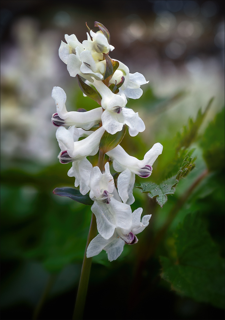 Hohler Lerchensporn (Corydalis cava)