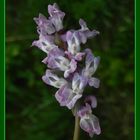 Hohler Lerchensporn (Corydalis cava) - Blaue Varietät