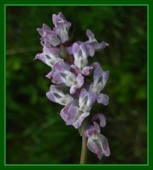 Hohler Lerchensporn (Corydalis cava) - Blaue Varietät