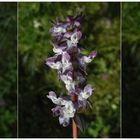 Hohler Lerchensporn (Corydalis cava) - Blaue Varietät