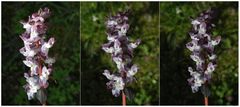 Hohler Lerchensporn (Corydalis cava) - Blaue Varietät