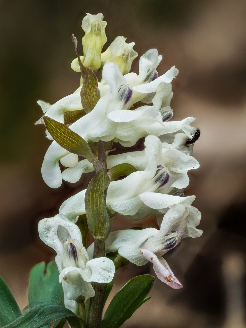 Hohler Lerchensporn (Corydalis cava)