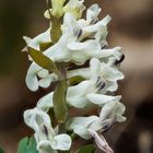 Hohler Lerchensporn (Corydalis cava)