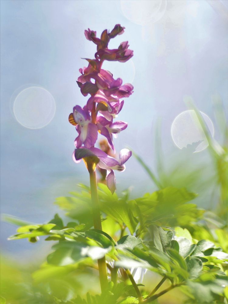 Hohler Lerchensporn (Corydalis cava)