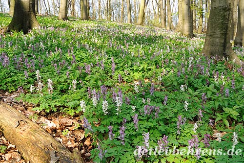 Hohler Lerchensporn - Corydalis cava