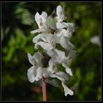 Hohler Lerchensporn (Corydalis cava)