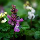 Hohler Lerchensporn (Corydalis cava) in zwei Farben