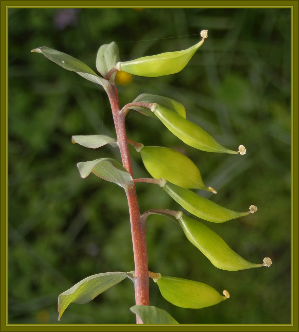 Hohler Lerchensporn (Corydalis cava) - Unreife Samenkapseln