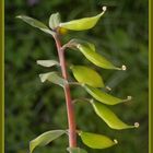 Hohler Lerchensporn (Corydalis cava) - Unreife Samenkapseln