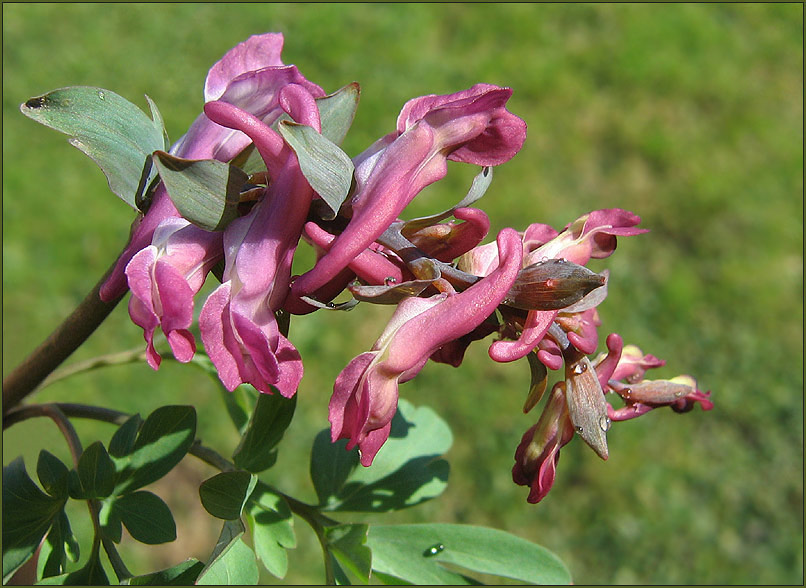 "Hohler Lerchensporn"