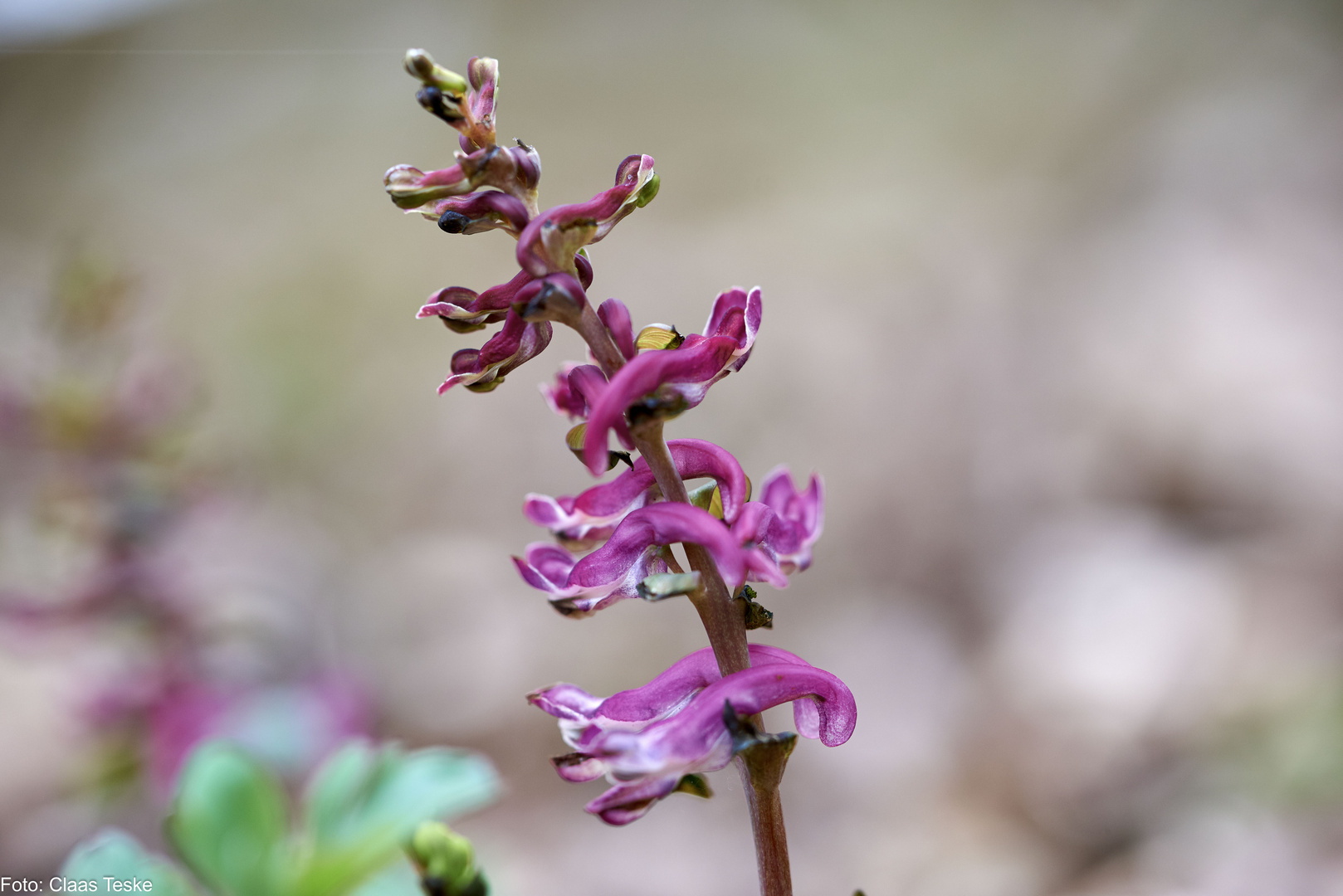 Hohler Lerchensporn