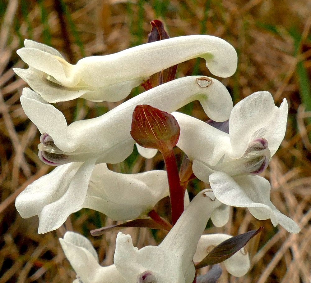 Hohler Lerchensporn im Detail